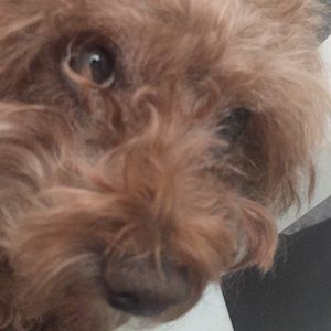 Meet your Posher, Chloe